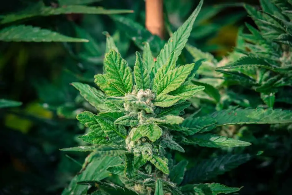 Why It Is Best To Grow Marijuana For Personal Use. Marijuana plant.