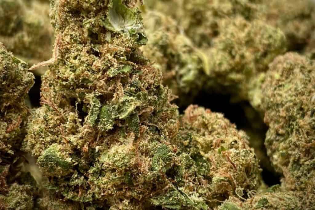 Close-up of Fruity Gum strain cannabis buds covered in frosty trichomes and orange hairs.