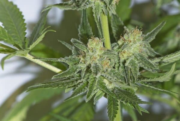 A close up of a cannabis plant at an Orlando cannabis college.