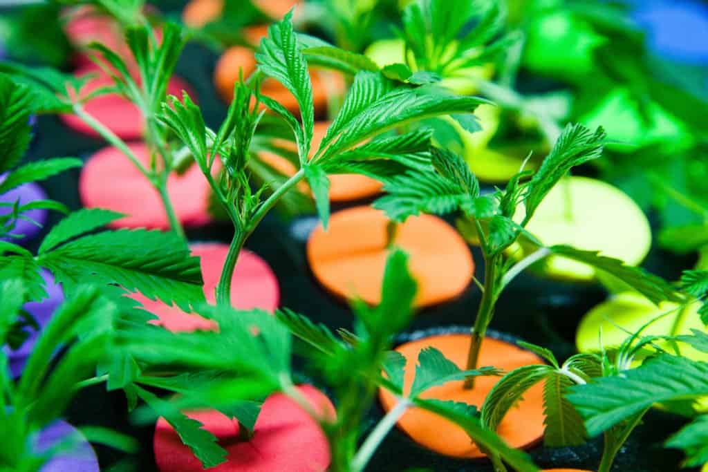 3 Tips to Properly Clean Your Marijuana Grow Room. Cannabis plants