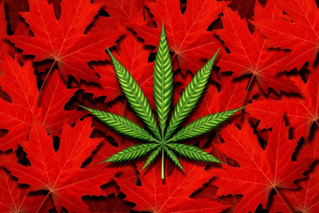 Important Tips for Starting a Marijuana Career in Canada. Red leaves with a marijuana leaf on them.