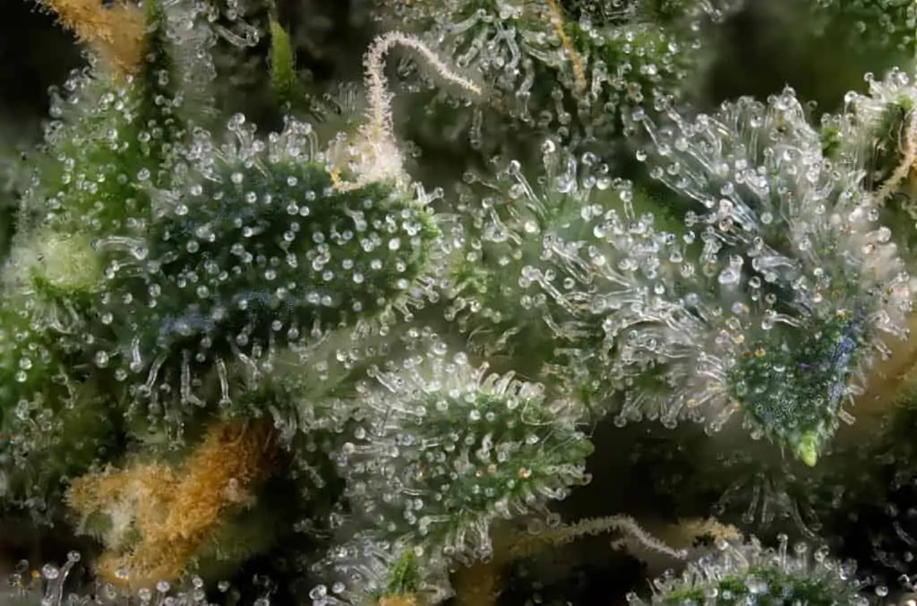 Terpene Review: Learn More About Pinene. Closeup of terpene.