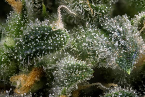 Terpene Review: Learn More About Pinene. Closeup of terpene