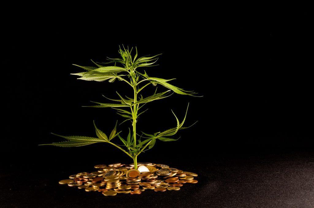 A Look At Cannabis Business Ideas