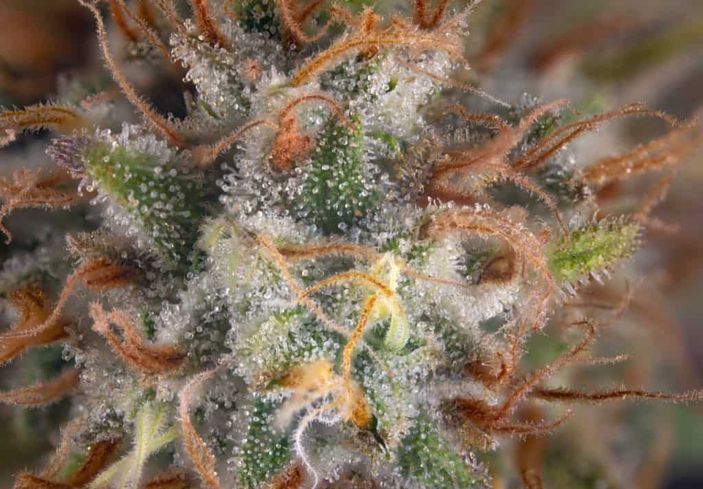 Caryophyllene: A Marijuana Terpene Profile. A closeup of trichromes