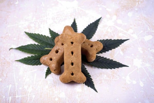 Tips for Introducing Your Animals to CBD. Dog treats on marijuana leaves.
