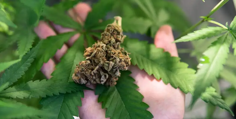 cannabis bud on cannabis leaf, caryophyllene