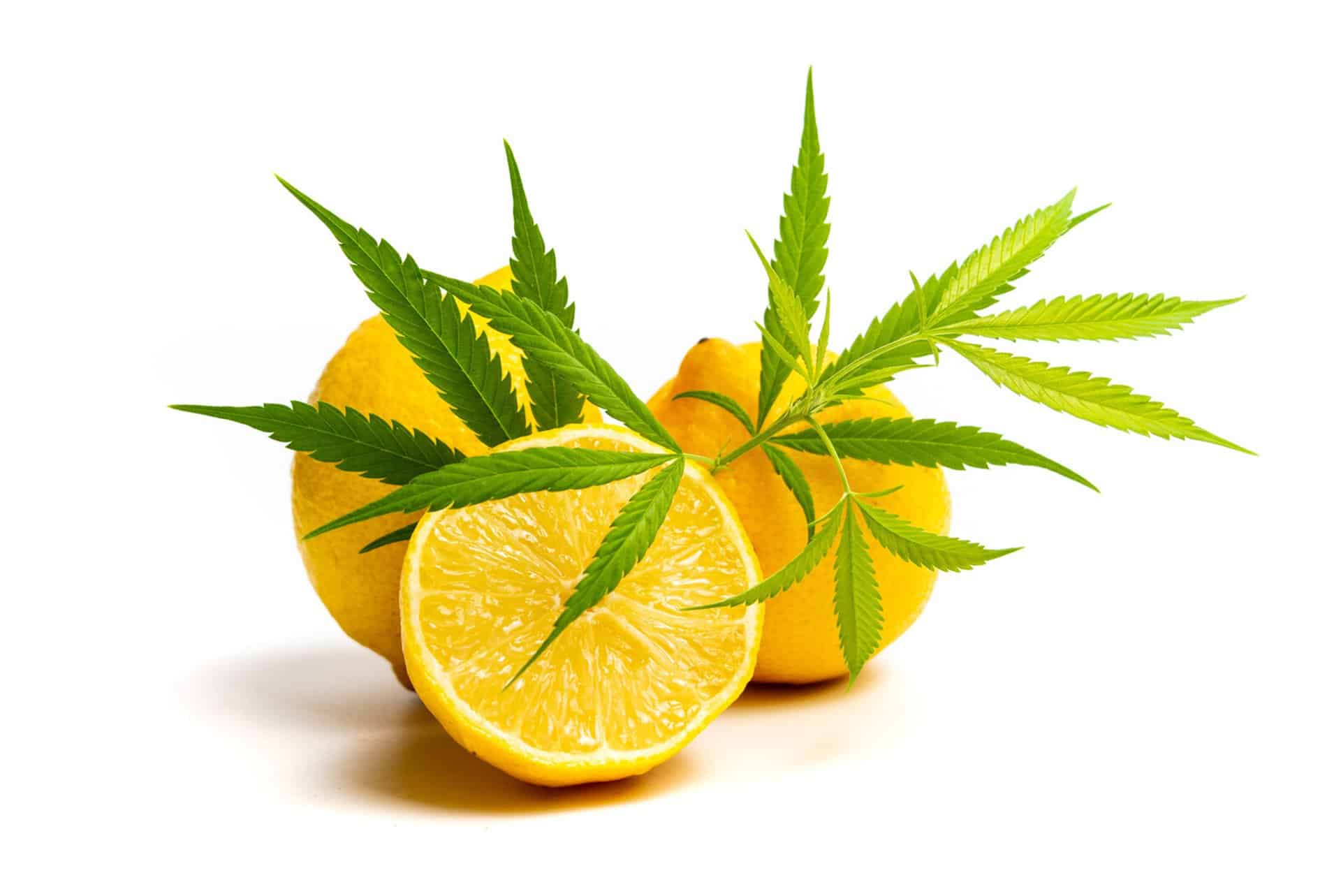 Limonene: A Cannabis Terpene Profile