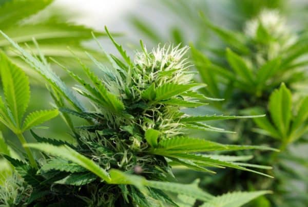 autoflowering cannabis strains growing outside