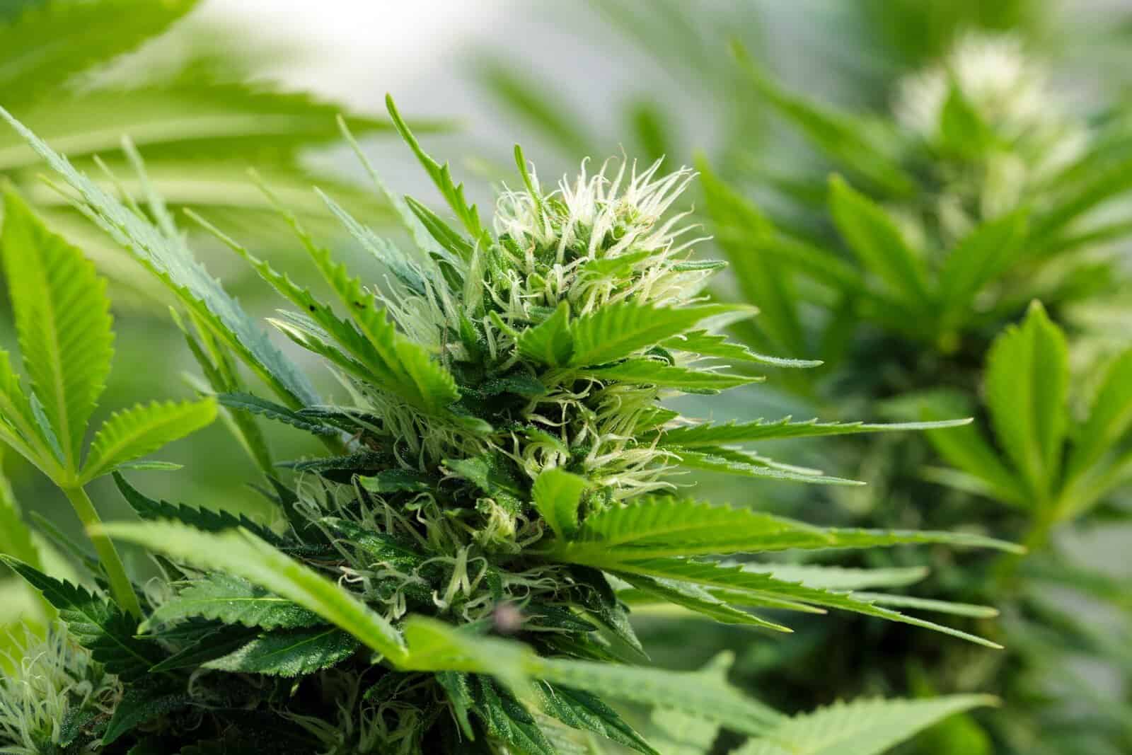 Autoflowering Cannabis Strains: Pros and Cons