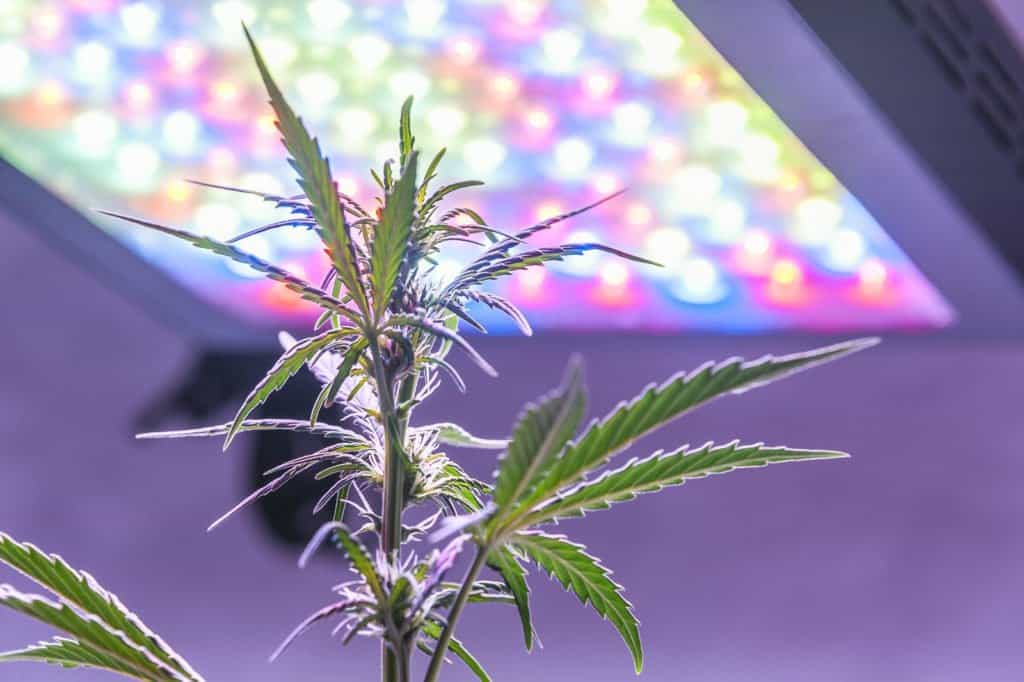 Cannabis plant under an LED light 