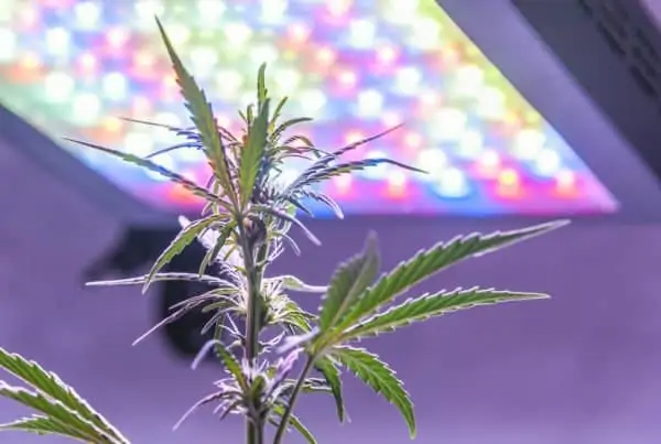 Discover the Best Lighting Colors for Growing Marijuana
