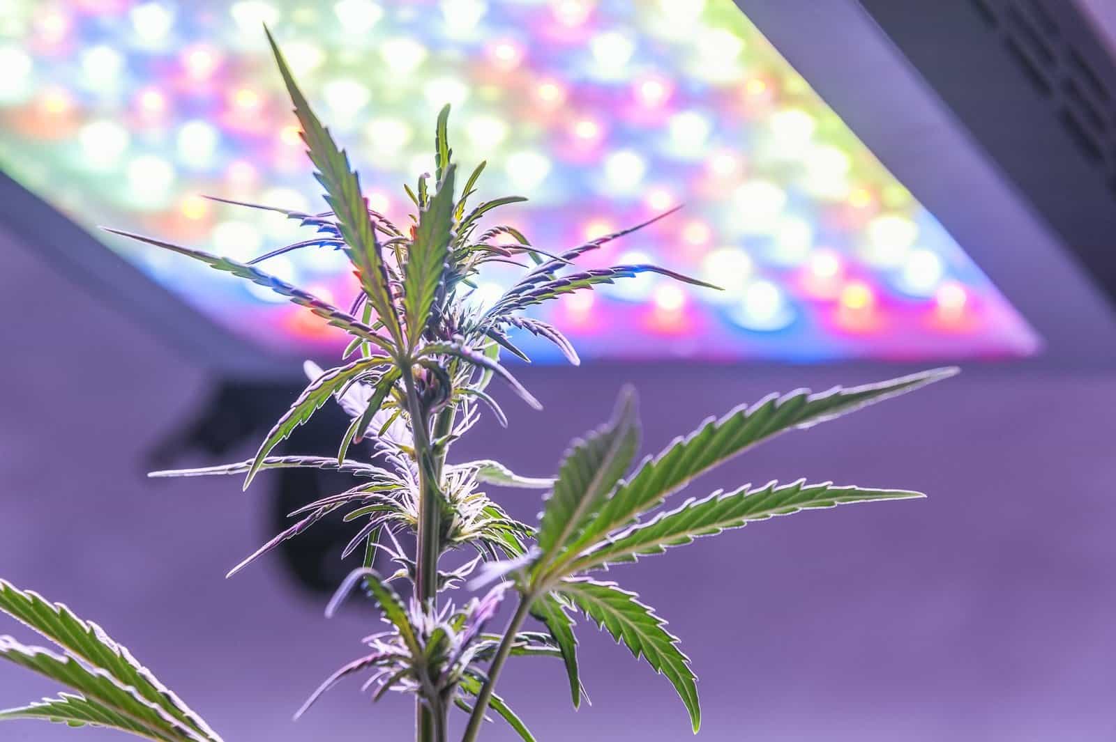 Tid vrede Samarbejdsvillig Discover the Best Lighting Colors for Growing Cannabis - CTU