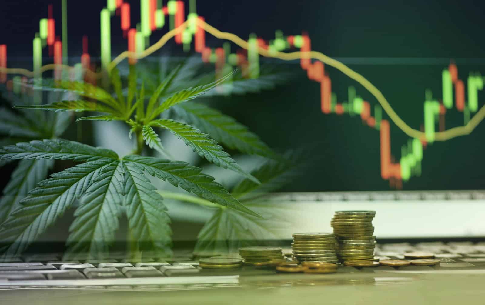 A Look Into Aurora Cannabis Company and Its Stock