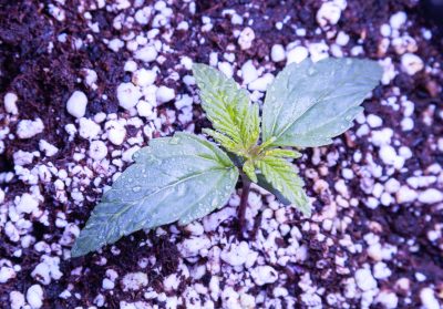 Best Things To Consider When Buying Cannabis Fertilizers