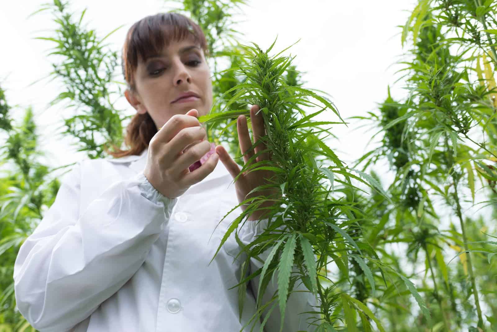 Cannabis Questions That Researchers Have Asked