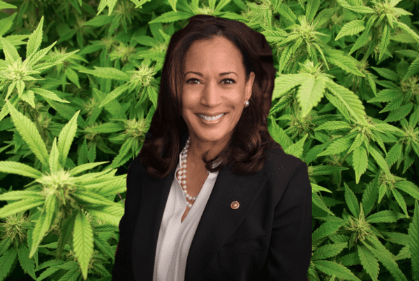 Marijuana viewpoint of presidential candidate Kamala Harris.
