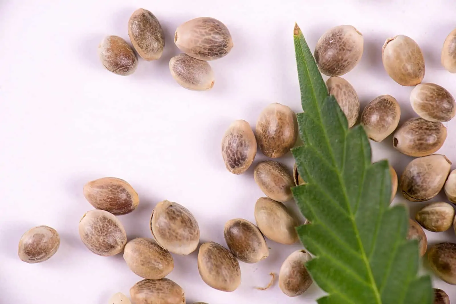 Choose Marijuana Plant Nutrition Cohort For Better Yields