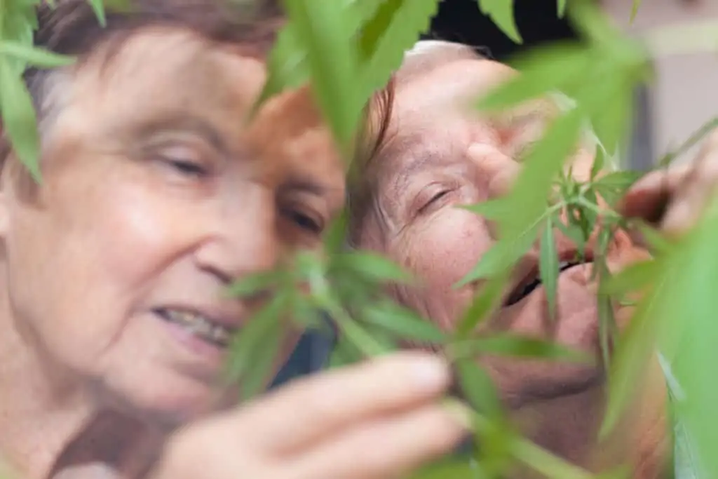 Medical Marijuana Programs in Nursing Home 1 Medical Cannabis Programs in Nursing Home. Two men looking at marijuana plants