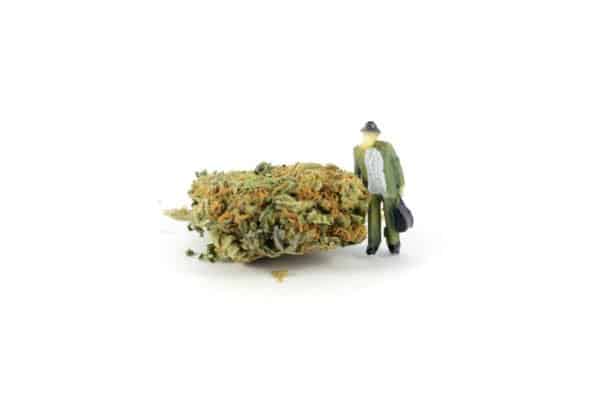 The Debate Behind Marijuana Legalization. Bud with a man standing next to it