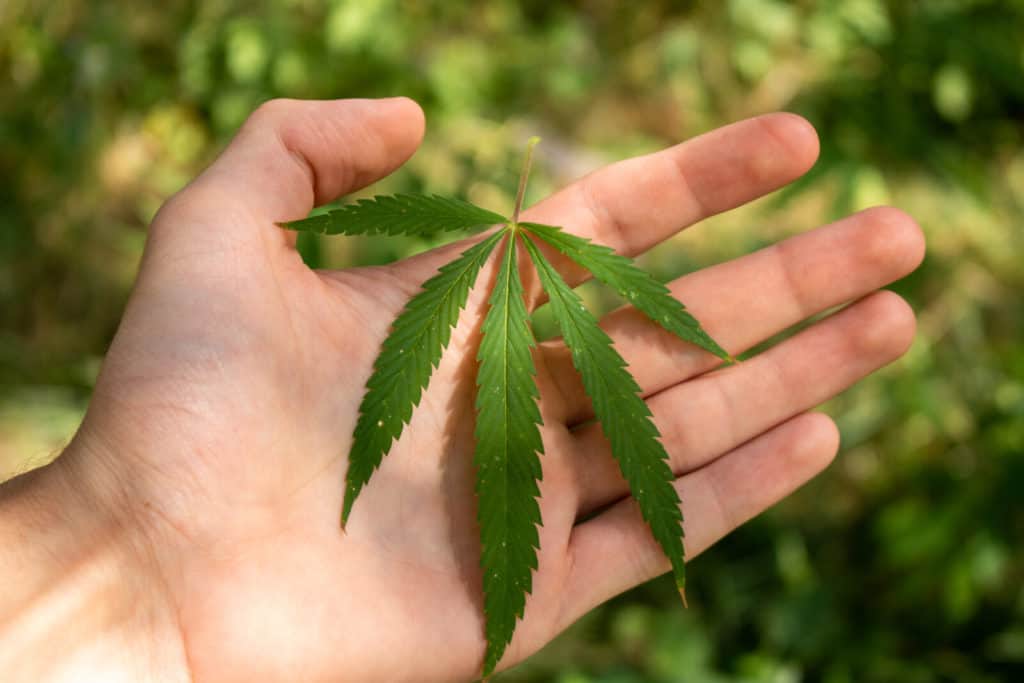 Things To Learn About Selective Marijuana Breeding. Hand with a marijuana leaf on it.