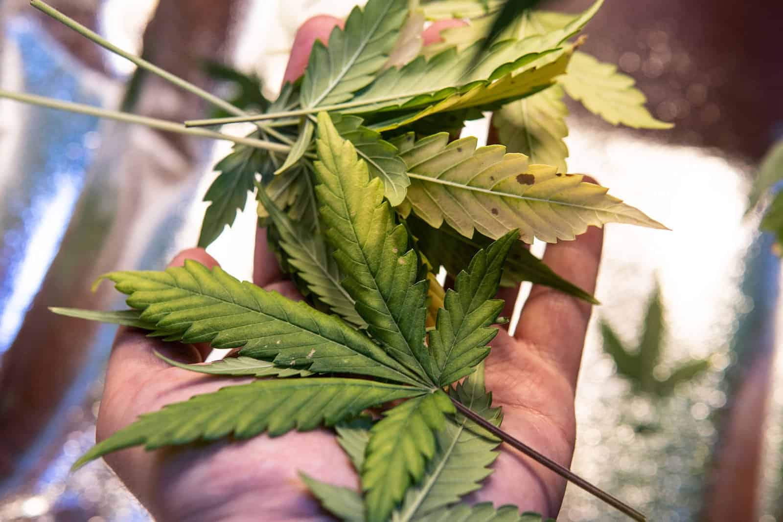 Cannabis Plant Defoliation Techniques