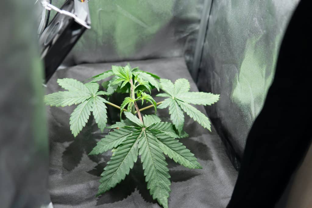 How to grow marijuana in a hydroponic tent