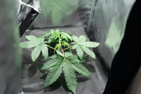marijuana plant in a grow tent, growing cannabis in a tent