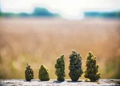 How To Know Which Marijuana Strain to Purchase
