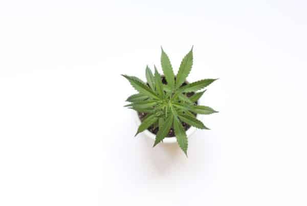 cannabis plant isolated on white, medical marijuana laws in Nevada