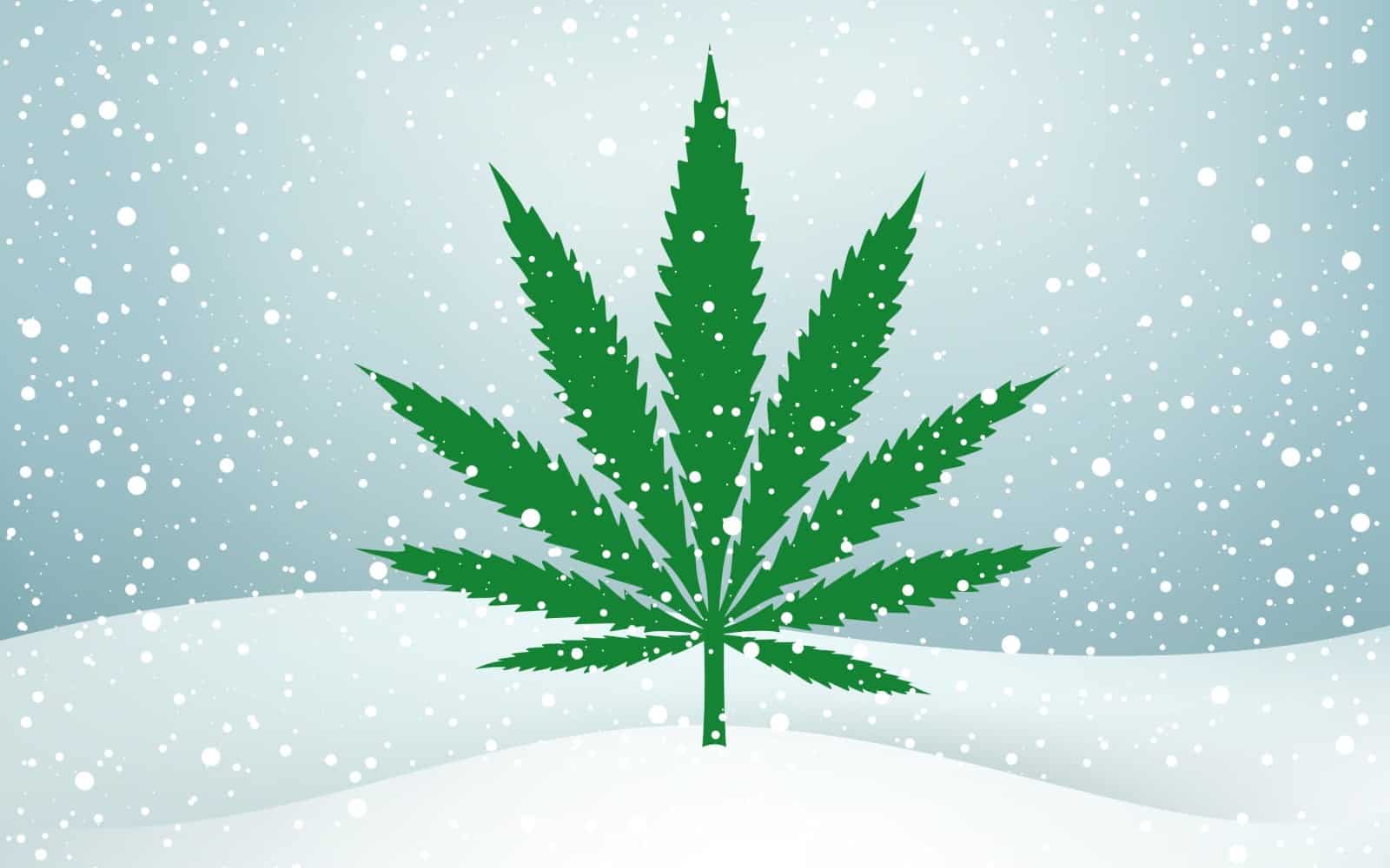How Cannabis Growers Can Prepare For Winter