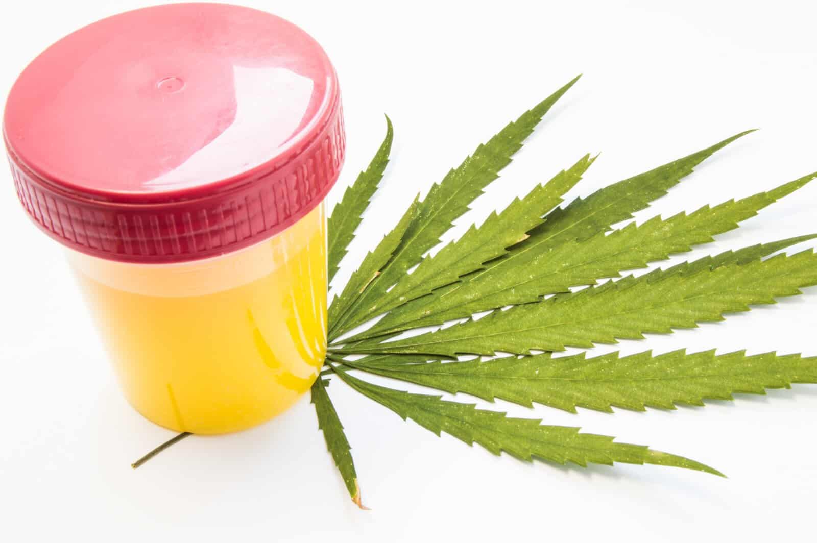 Tips To Passing A Cannabis Drug Test