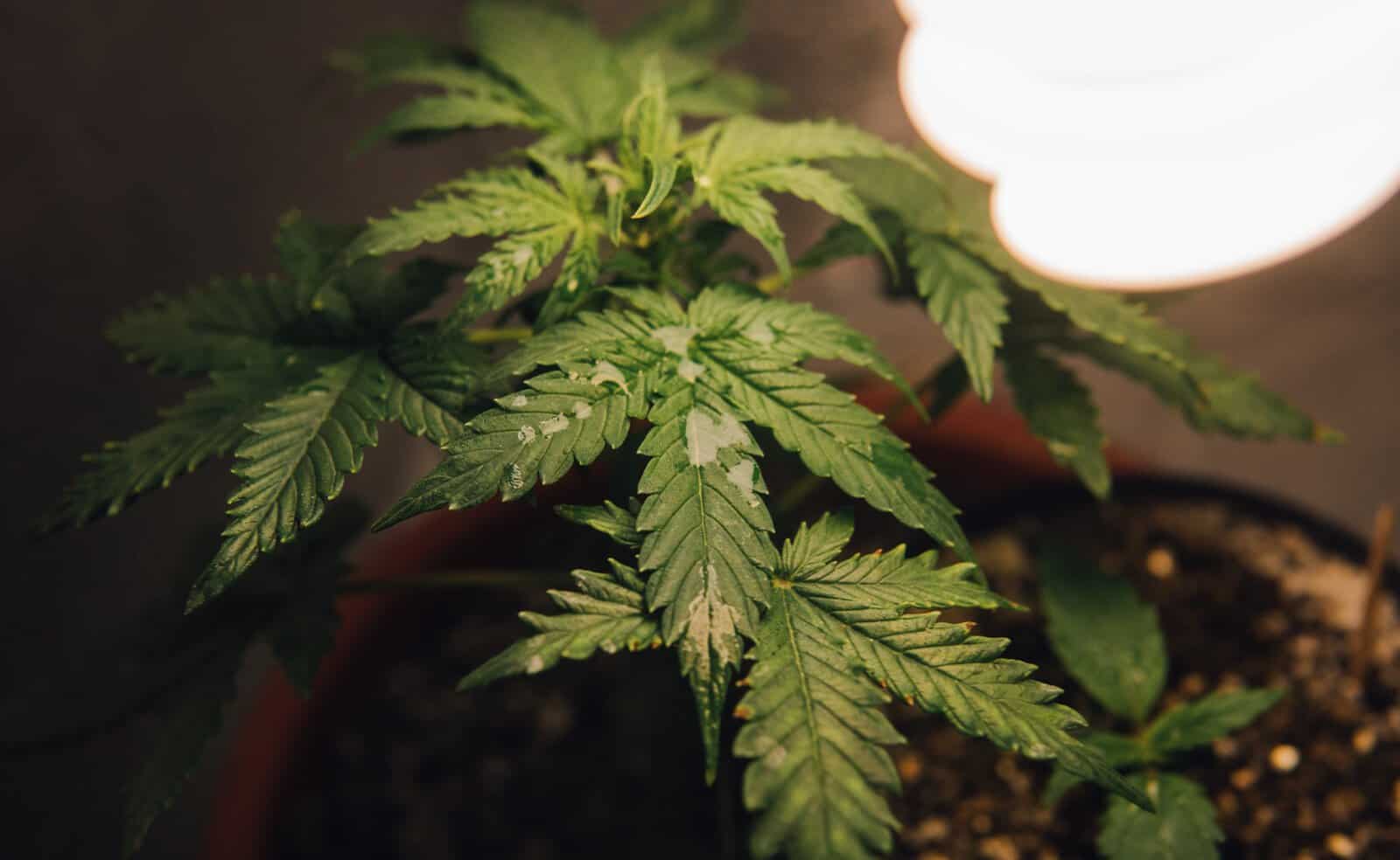 Tips for Growing Cannabis in a Small Space