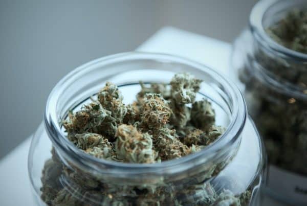 cannabis buds in a glass jar