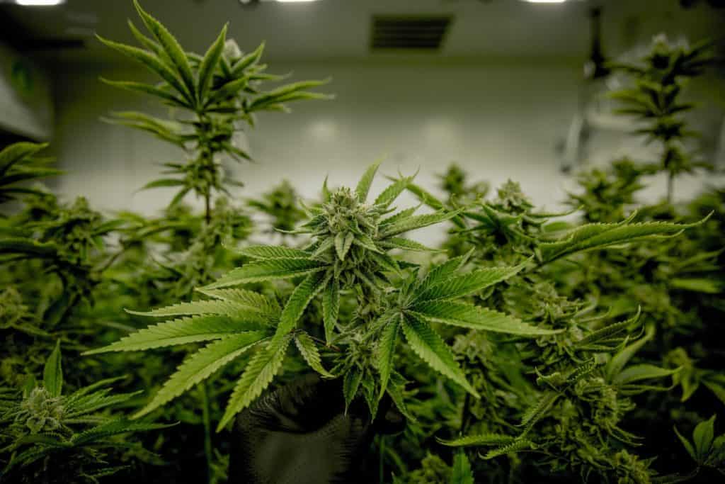 cannabis plants growing indoors, Maine medical marijuana laws