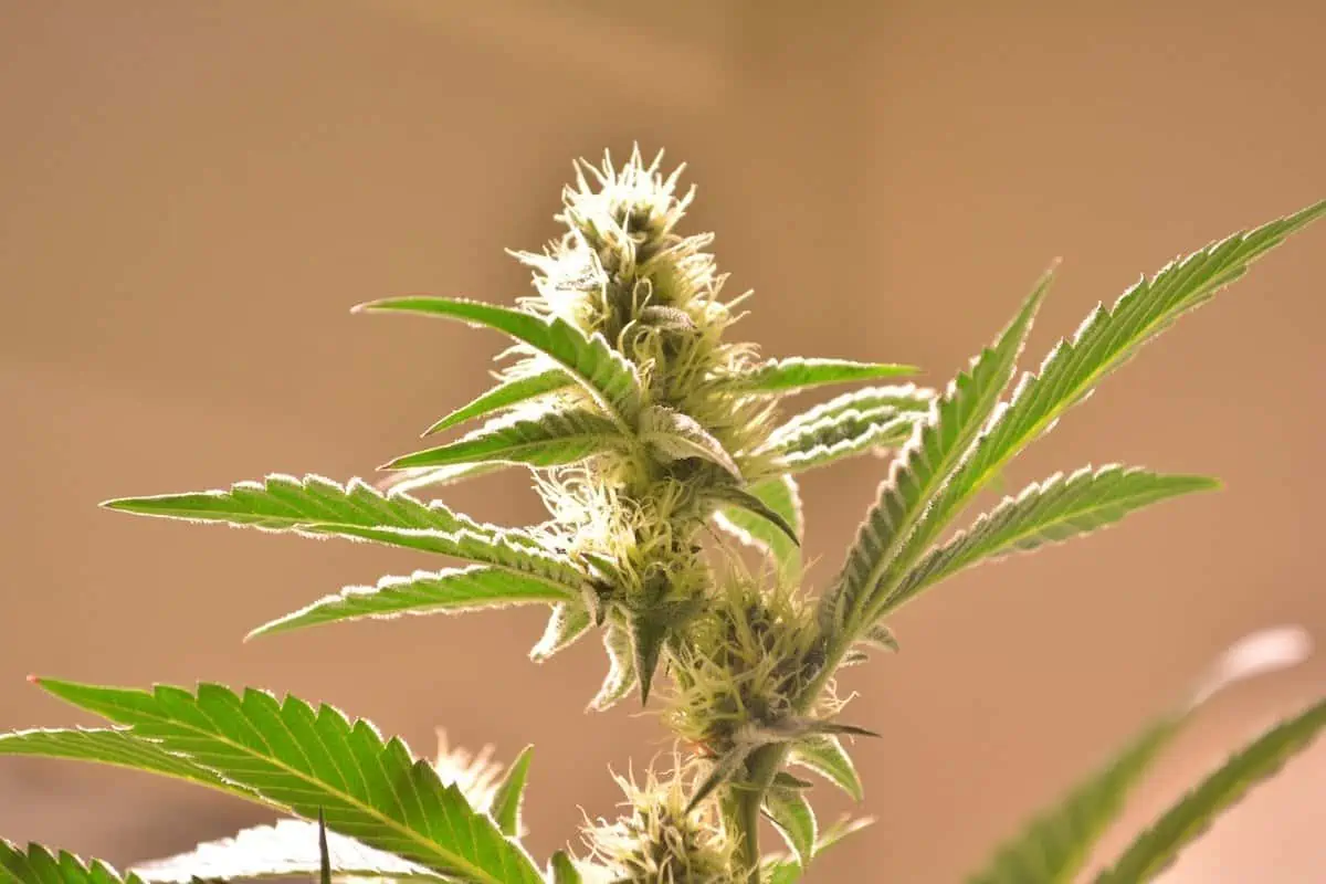 Top 8 Marijuana Dispensaries in Las Vegas, Nevada