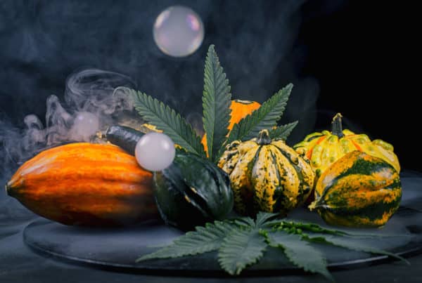 Cannabis strains Thanksgiving