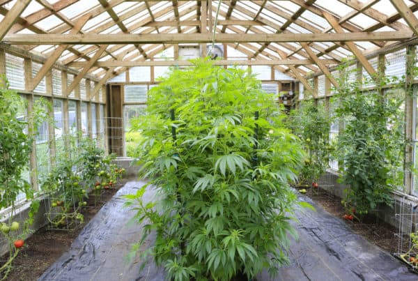 Cannabis plants in a greenhouse. Cannabis cultivation careers.