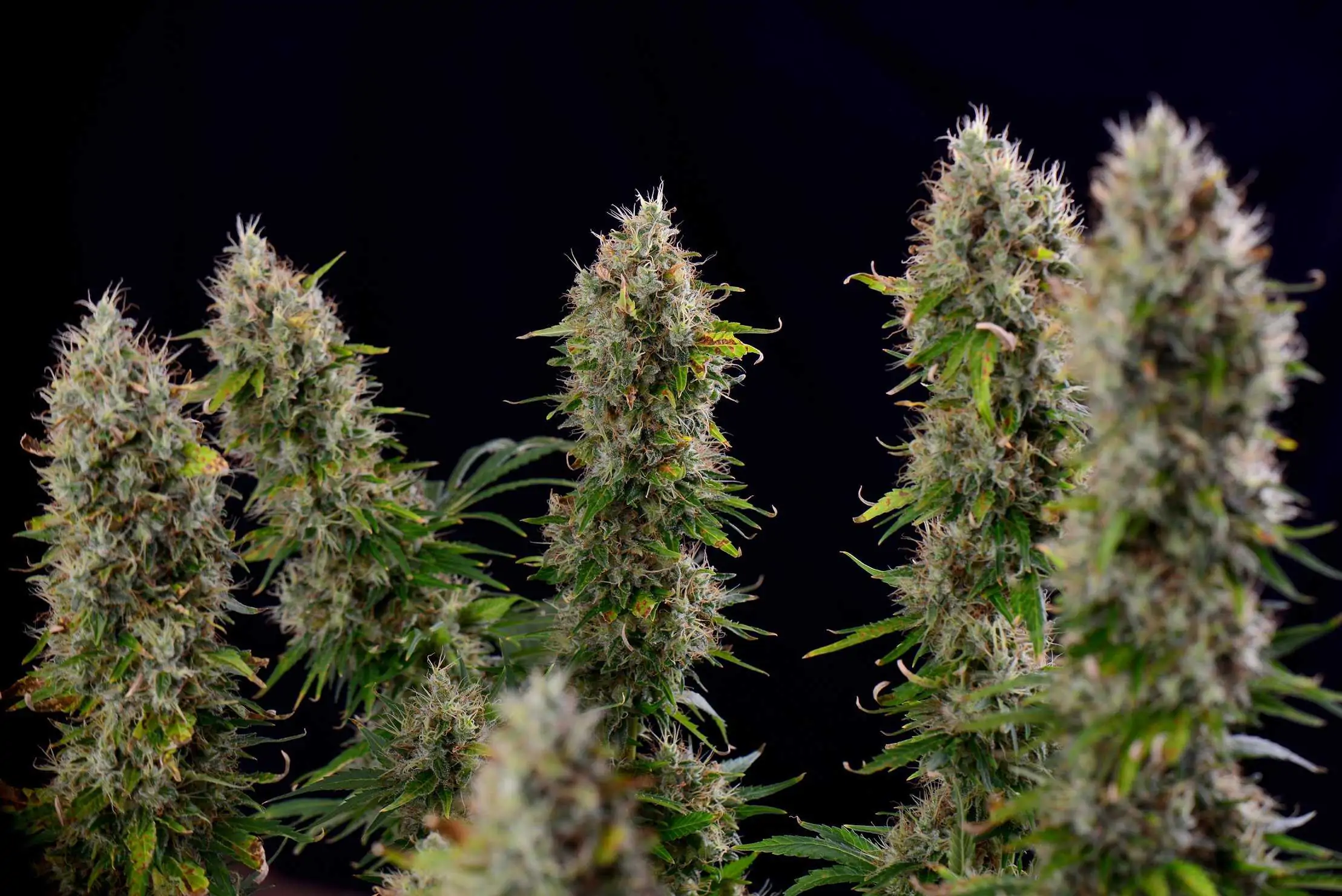 CBD-Rich Marijuana May Treat Multiple Symptoms of Autism 1 CBD and Autism