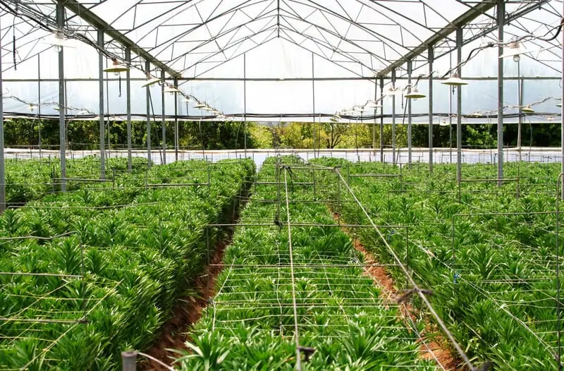 cannabis plants in a greenhouse, greenhouses for cannabis growing