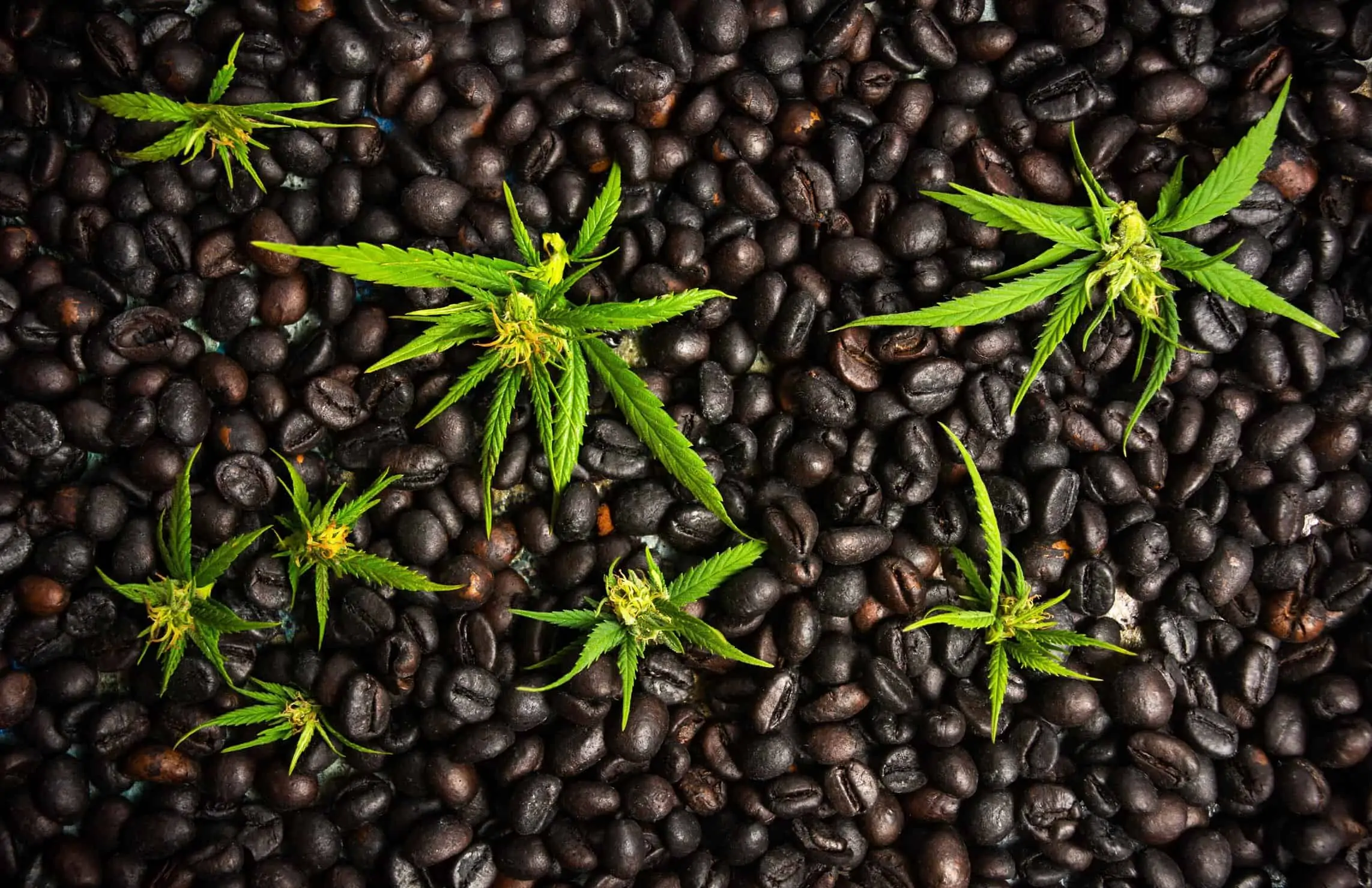 Hemp and coffee will be sent to space via SpaceX