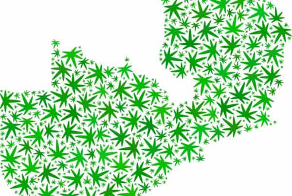 Africa cannabis laws. Africa marijuana. African marijuana growing.