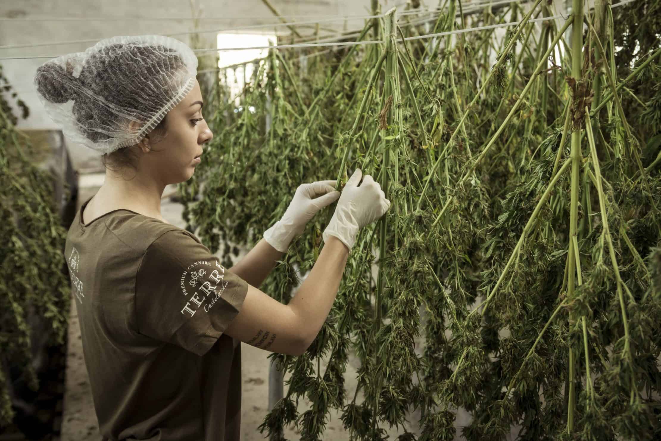 Marijuana Is The Fastest-Growing Job Market In America
