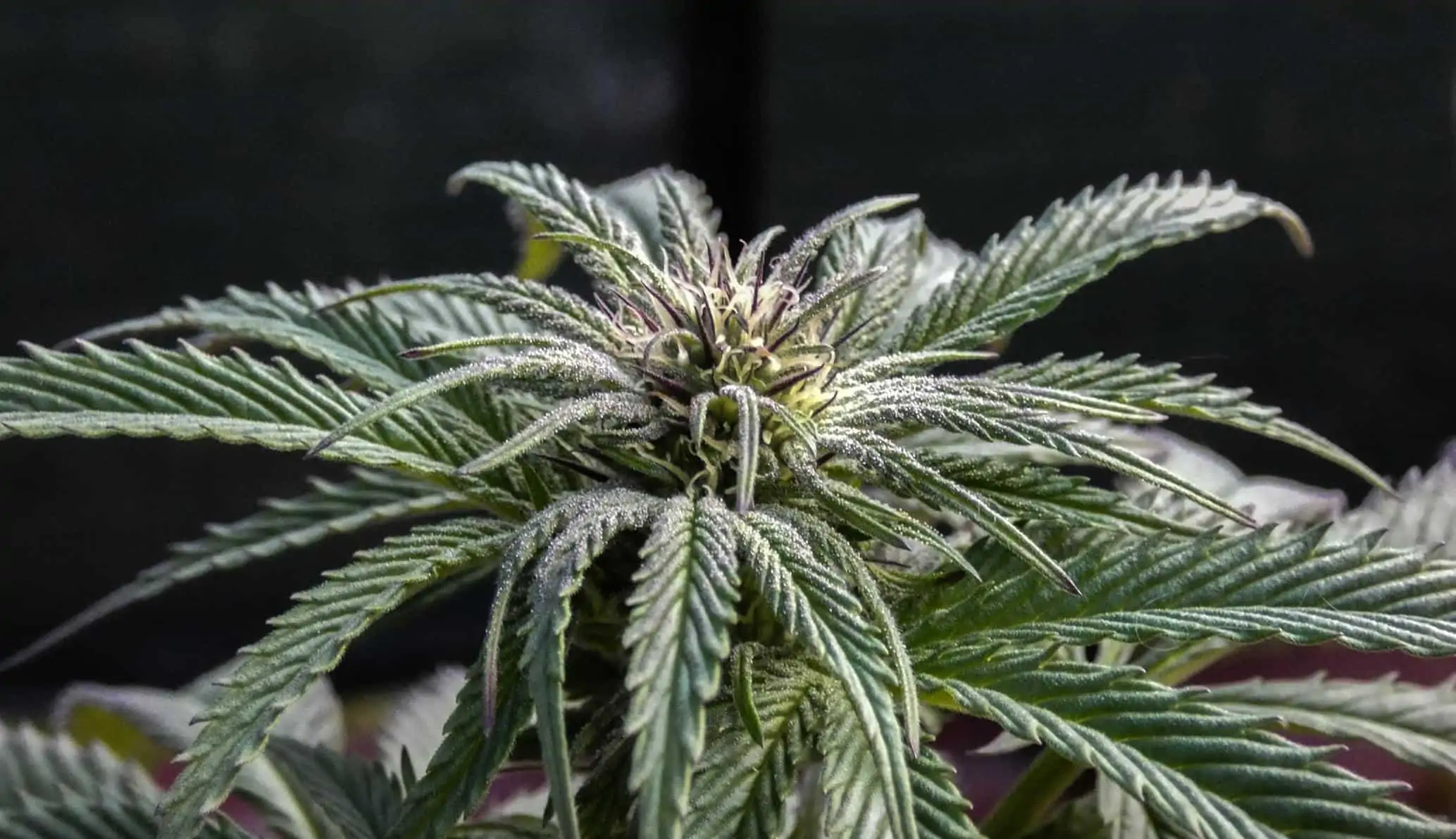South Dakota Puts Marijuana Legalization on the 2020 Ballot