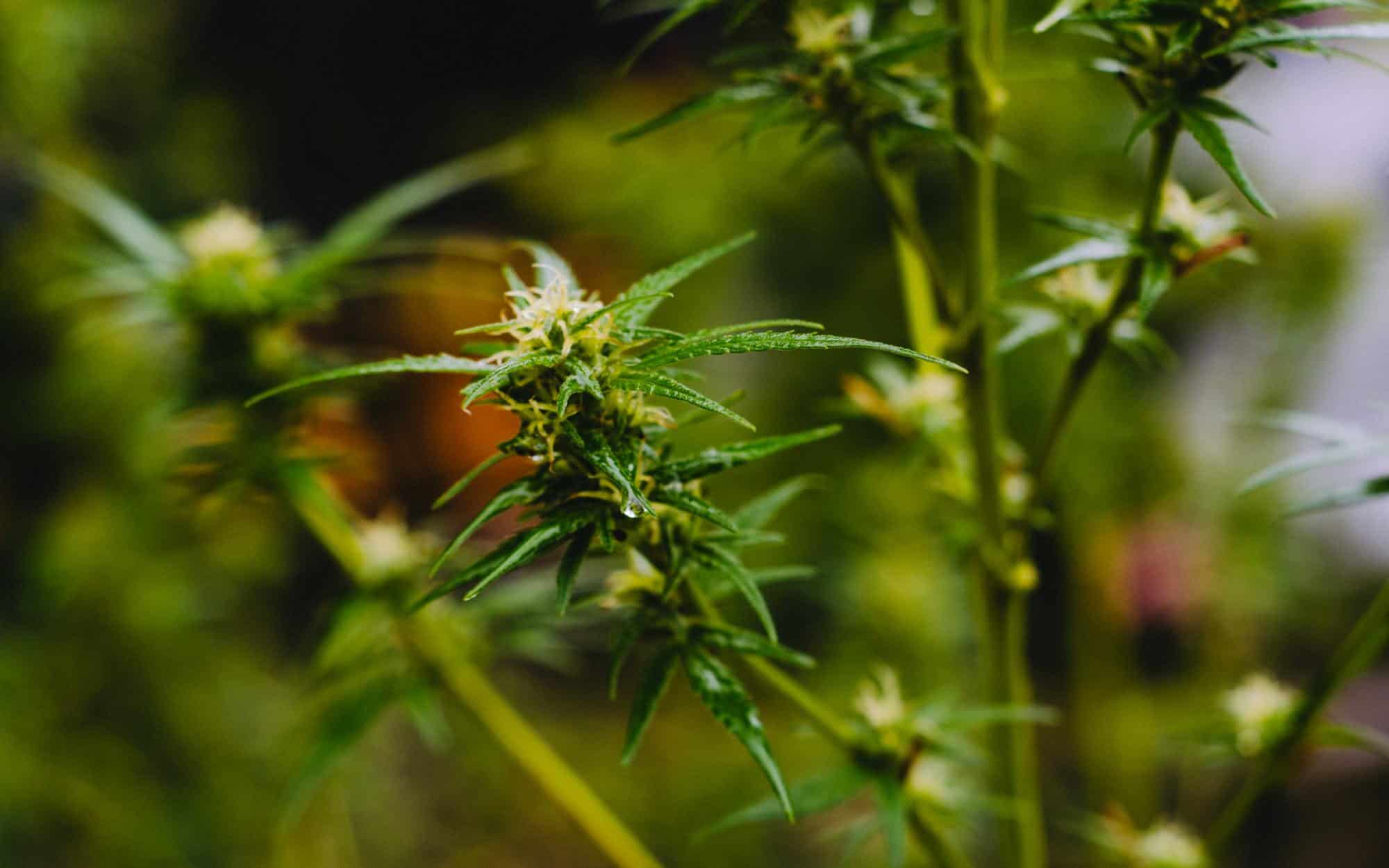 Tennessee Bill Proposes To Decriminalize Marijuana