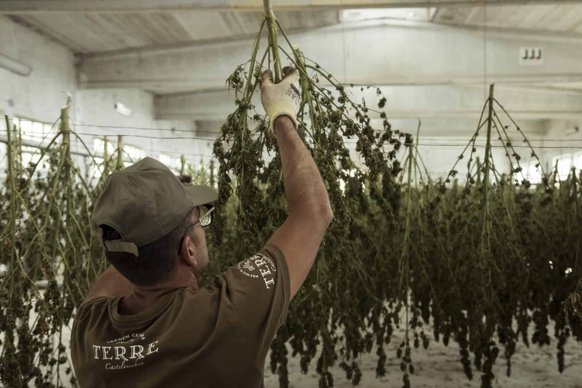 The Most Coveted Marijuana Jobs By City
