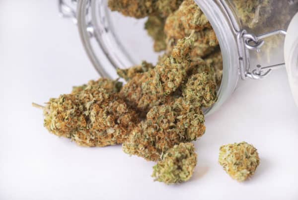 An In-Depth Look At The Cherry Pie Cannabis Strain. Marijuana buds
