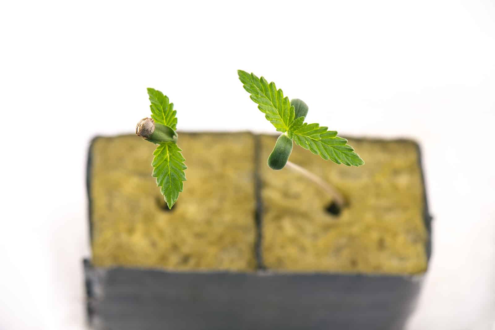 Cannabis Seedling Stage. Marijuana Plant Growth Cycle Stages.