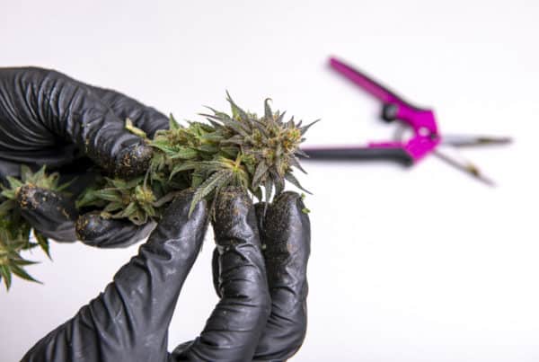 Hand-Trimmed vs. Machine-Trimmed Cannabis: The Great Debate. Black gloved hand holding marijuana.