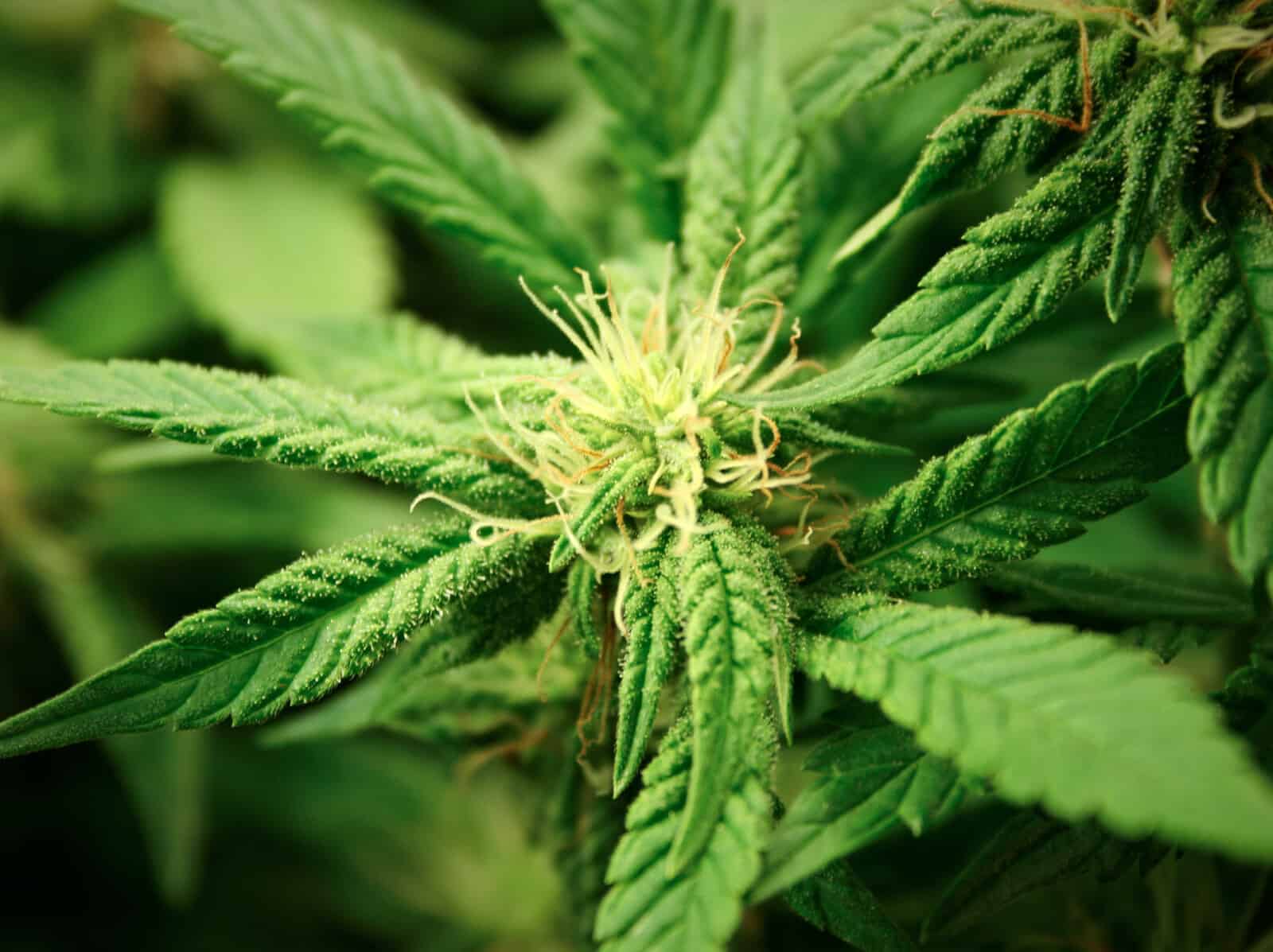 Kentucky House Votes To Legalize Medical Marijuana